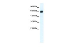 Kv10.2 Rabbit anti-Human, Polyclonal, Novus Biologicals 0.1ml; Unconjugated:Antibodies,